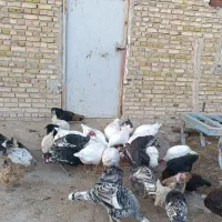 غاز محلی|حیوانات مزرعه|بستان آباد, |دیوار