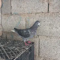 کبوتر تیدی|پرنده|پارس‌آباد, |دیوار