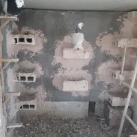 کبوتر جفت طوقی