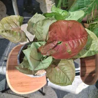 بابا آدم بلک|گل و گیاه طبیعی|شیراز, شیخ روزبهان|دیوار