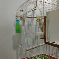 عروس هلندی خواص|پرنده|دلوار, |دیوار