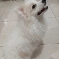 واگذاری پامر سفید قشنگ و با ادب