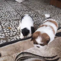 واگزاری توله شیتزو سوپرفلت|سگ|شیرگاه, |دیوار