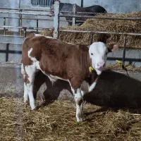 فروش گوساله های درجه یک سیمنتال