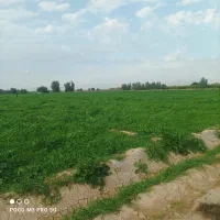 یونجه علف چین اول