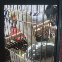 عروس هلندی جفت|پرنده|تهران, بیسیم|دیوار