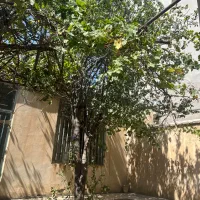 اجاره ویلایی