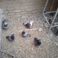 3جفت کبوتر