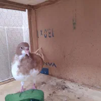 جوجه چپ زرد