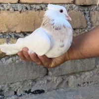 نر و ماده زرین سیاه و طوق اجری