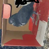 4 عدد کفتر|پرنده|اندیشه, شهرک المهدی|دیوار