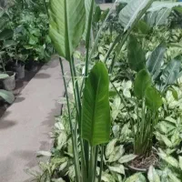 فروش عمده وتک گل و گیاه وجود واستند وخاک گلبانو|گل و گیاه طبیعی|گناباد, |دیوار