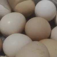 تخم مرغ محلی ونطفه دار
