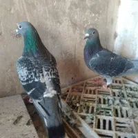 سه عدد کبوتر پلاکی|پرنده|سنقر, |دیوار