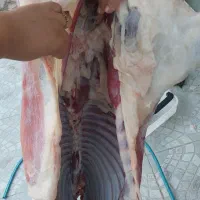 قصابی نمونه|خوردنی و آشامیدنی|پلدختر, |دیوار