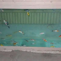 آکواریوم بزرگ با ماهی و لوازمات|ماهی|اصفهان, جلفا|دیوار