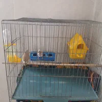یک جفت فنچ