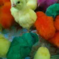 سلام سلام سلام انواع رنگی جوجه