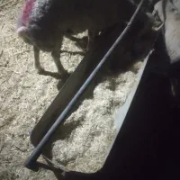 بره نر ۱۱ ماه داره