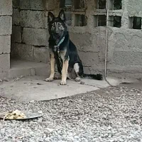 ژرمن مو بلند