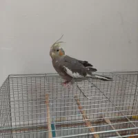 عروس هلندی ماده سخنگو|پرنده|شوش, |دیوار