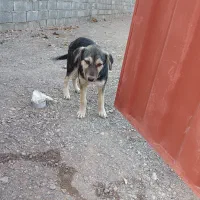 سرابی چهار چشم از نسل قدیم