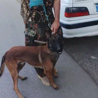 سگ تربیت شده باهوش|سگ|جیرفت, |دیوار