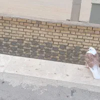 دوکت قاب معاوضه با طوق هفت رنگ|پرنده|بروجن, |دیوار