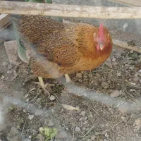 مرغ بومی