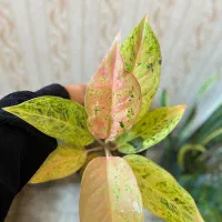 دو تا آگلونمای رنگی بسیار خاص و مقاوم