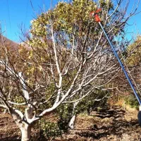 فروش چوب  درخت باغ سیاه ریشه