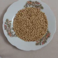 گندم بوجاری شده نوع کوه دشت