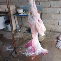 گوسفند زنده کشتار مشتری ب شرط مرجوعی