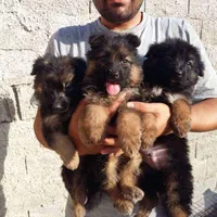 سگ نگهبان ژرمن شپرد (سگ همه فن حریف)