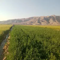 یونجه نوراباد ممسنی