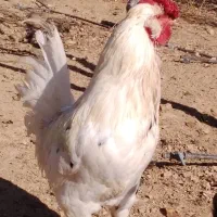 مرغ و خروس گلین