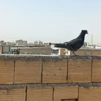 چند عدد کبوتر.|پرنده|امیدیه, |دیوار