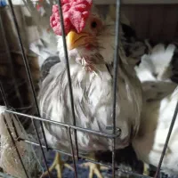 مرغ و خروس گلین طوسی