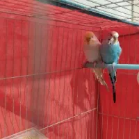 مرغ عشق و فنج با قفس و تجهیزات کامل|پرنده|تاکستان, |دیوار