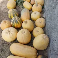 فروش کدو حلوایی