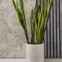 گل سانسوریا