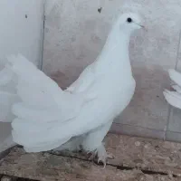 یک جفت کفتر دوکت و ترکی