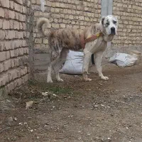 آلابای
