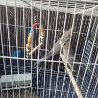 یک جفت عروس هلندی نر و ماده|پرنده|قم, زاویه|دیوار