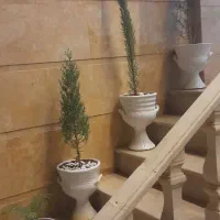 گیاه و گلدان سرو