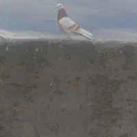 دو عدد کبوتر