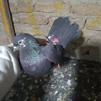 کبوتر|پرنده|کرج, کرج نو|دیوار