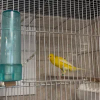 قناری نر رسمی بلند