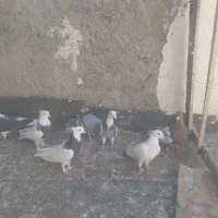 ۷عددکبوترپرشی ۱۴۰۰۰یک میلیون|پرنده|چناران, |دیوار