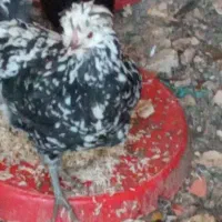 مرغ وخروس گلین وبرهما